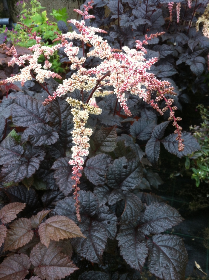 False Spirea - Astilbe 'Chocolate Shogun'