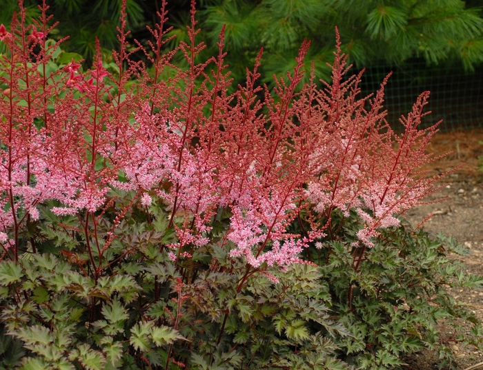 False Spirea - Astilbe simplicifolia 'Delft Lace' False Spirea - Astilbe simplicifolia 'Delft Lace'