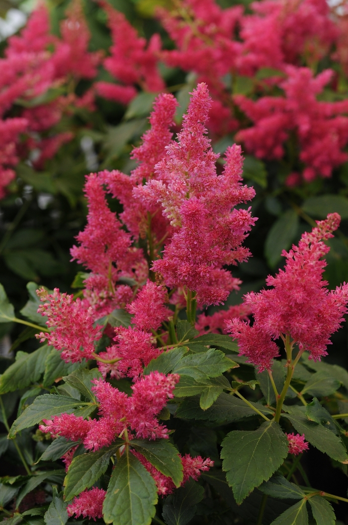 False Spirea - Astilbe 'Fireberry' False Spirea - Astilbe 'Fireberry'