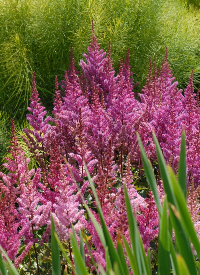 False Spirea - Astilbe chinensis 'Maggie Daley'