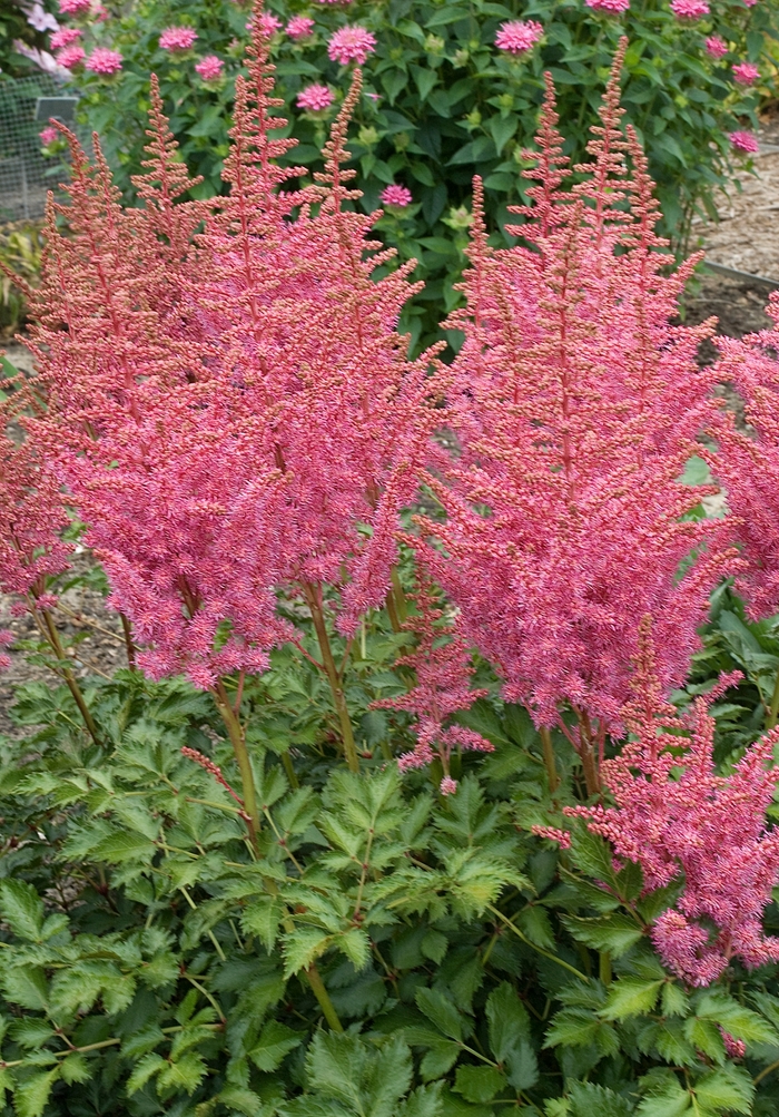 False Spirea - Astilbe 'Rise and Shine'
