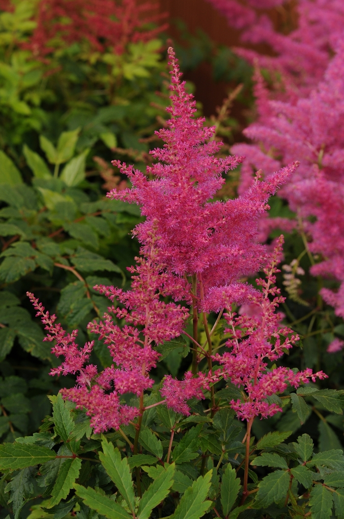 False Spirea - Astilbe 'Younique Lilac'