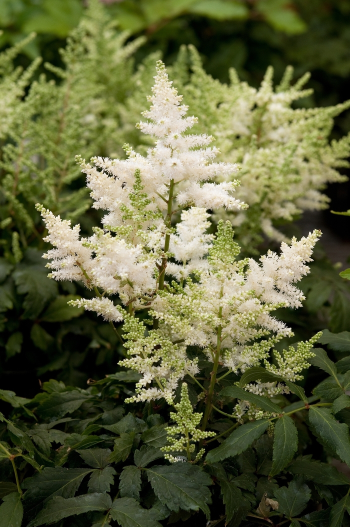 False Spirea - Astilbe 'Younique White'