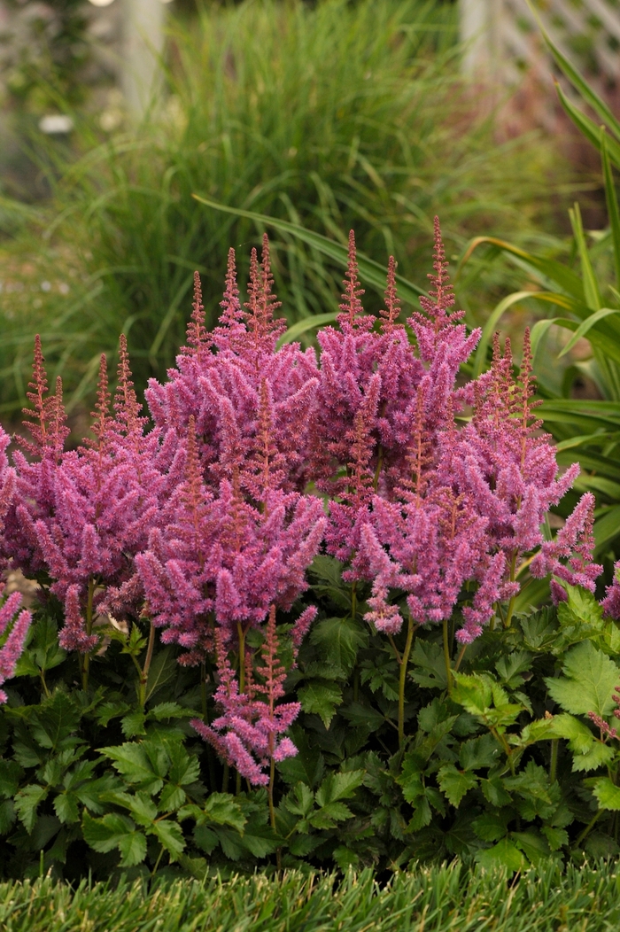 False Spirea - Astilbe chinensis 'Visions'