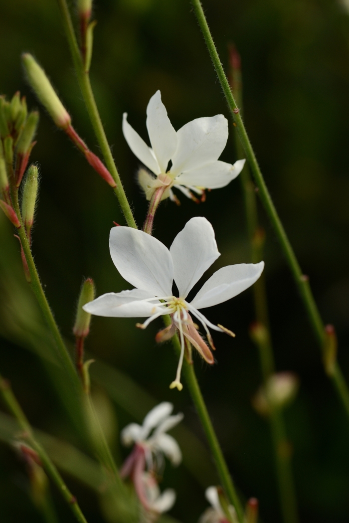 Gaura - Gaura lindheimeri Belleza®™ White Gaura - Gaura lindheimeri Belleza®™ White