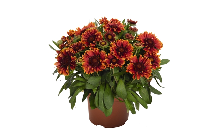 Blanket Flower - Gaillardia aristata 'SpinTop Yellow Touch' Blanket Flower - Gaillardia aristata 'SpinTop Yellow Touch'