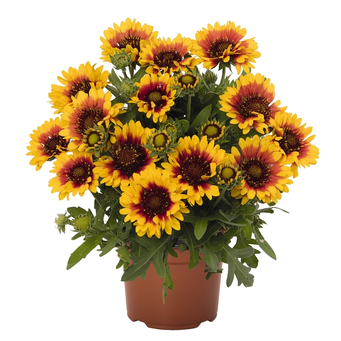 Blanket Flower - Gaillardia hybrid 'SpinTop Red Starburst'