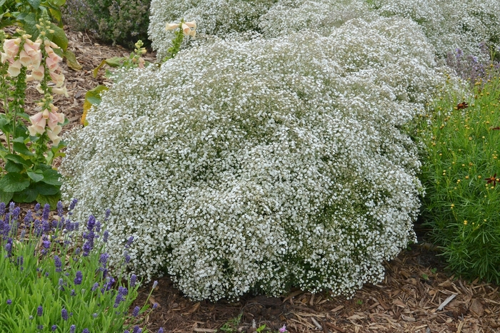 Baby's Breath - Gypsophila paniculata 'Summer Sparkles®' Baby's Breath - Gypsophila paniculata 'Summer Sparkles®'
