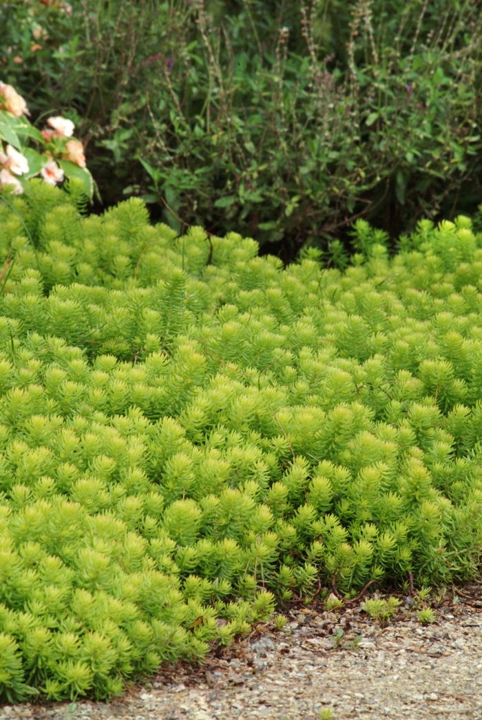 Stonecrop - Sedum rupestre 'Angelina'