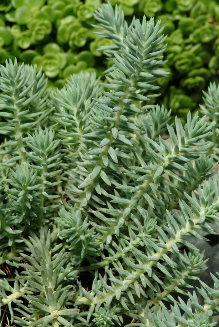 Stonecrop - Sedum reflexum 'Blue Spruce'