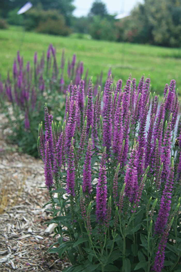 Veronica spicata 'Moody Blues® Mauve' Speedwell Ebert's Greenhouse