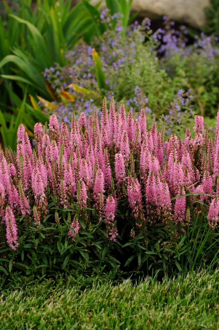 Speedwell - Veronica 'Giles van Hees'