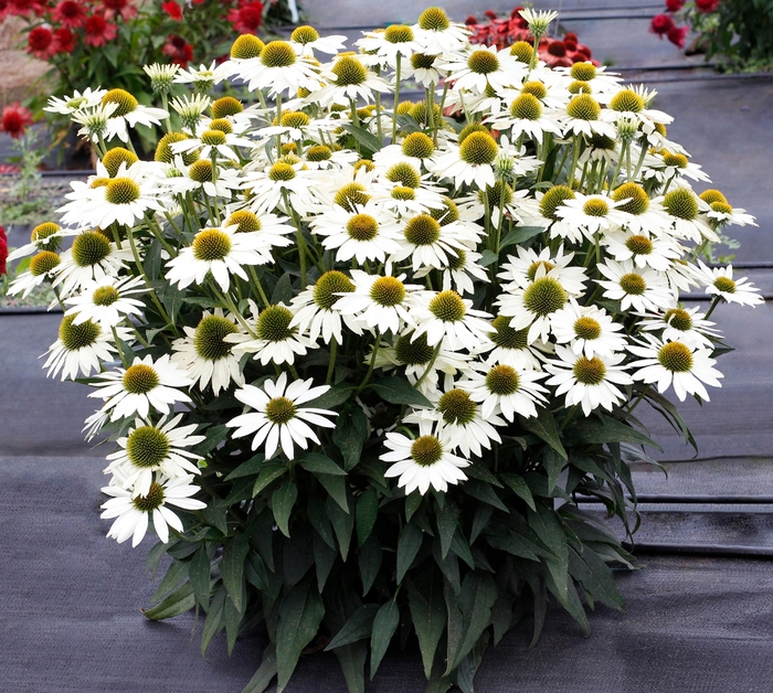 Coneflower - Echinacea hybrid 'Kismet® White' Coneflower - Echinacea hybrid 'Kismet® White'