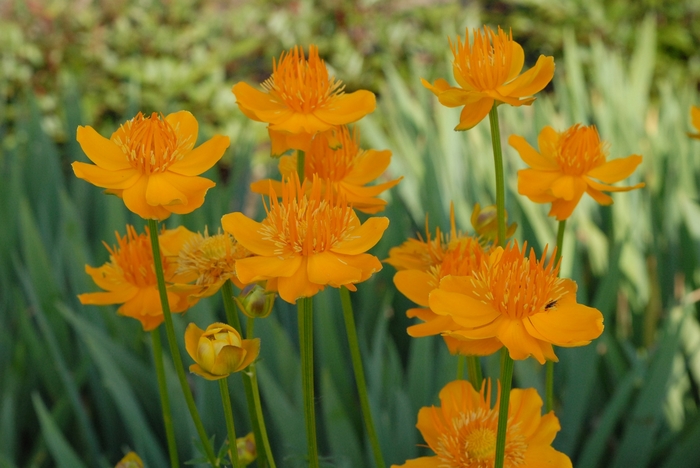 Globe Flower - Trollius 'Golden Queen' Globe Flower - Trollius 'Golden Queen'