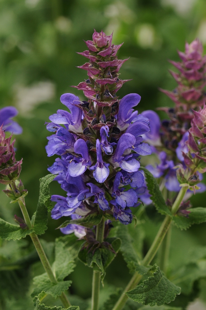 Meadow Sage - Salvia nemorosa 'Blue Marvel' Meadow Sage - Salvia nemorosa 'Blue Marvel'