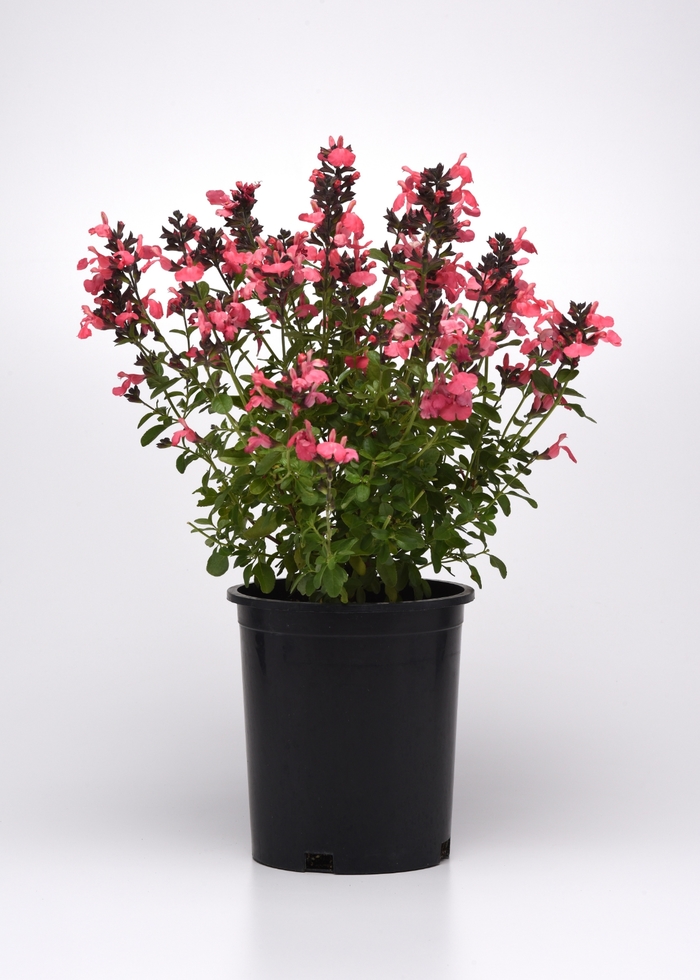 Salvia - Salvia greggii 'Mirage™ Salmon' Salvia - Salvia greggii 'Mirage™ Salmon'