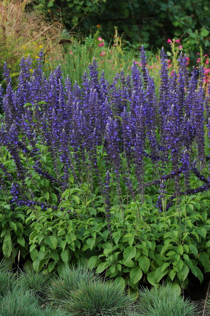 Salvia - Salvia longispicata x farinacea 'Mystic Spires Blue'