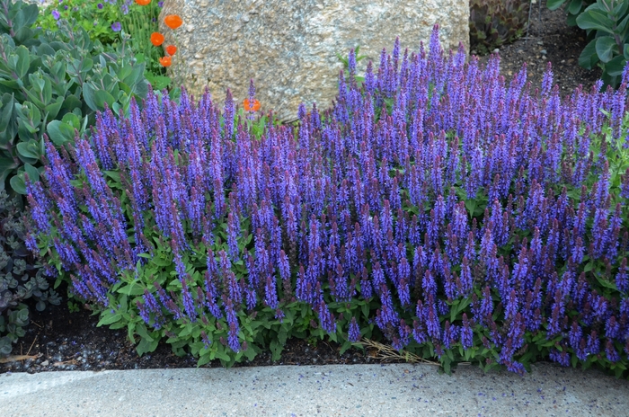 Meadow Sage - Salvia nemorosa 'Sensation Sky Blue'