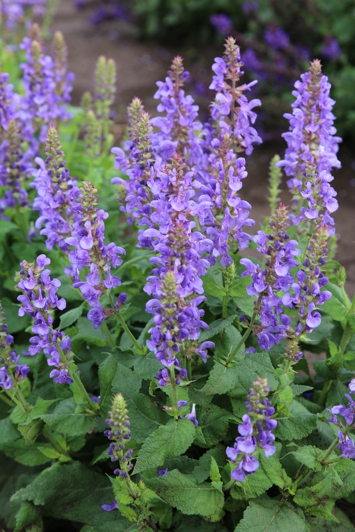 Meadow Sage - Salvia nemorosa 'Sky Blue Marvel' Meadow Sage - Salvia nemorosa 'Sky Blue Marvel'