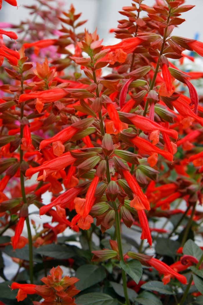 Salvia - Salvia 'Skyscraper Orange' Salvia - Salvia 'Skyscraper Orange'