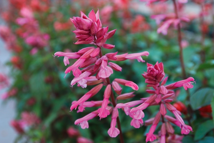 Salvia - Salvia 'Skyscraper Pink' Salvia - Salvia 'Skyscraper Pink'