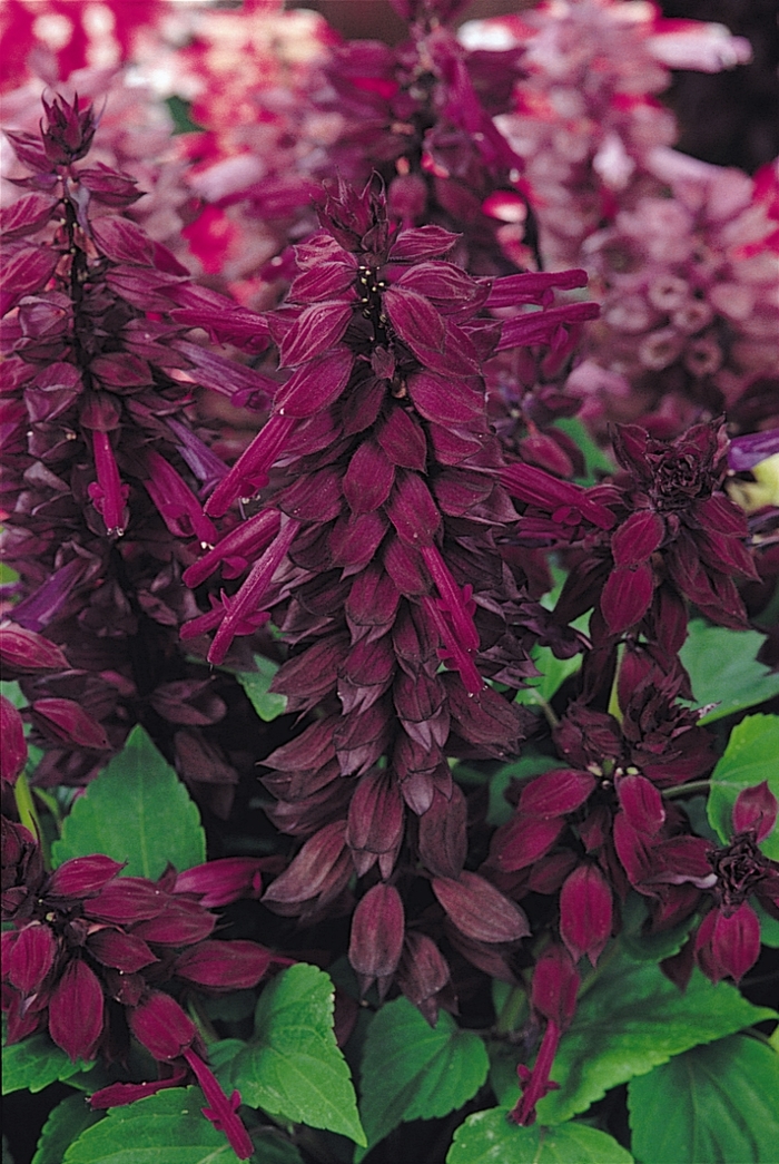 Salvia - Salvia splendens Vista™ Purple Salvia - Salvia splendens Vista™ Purple