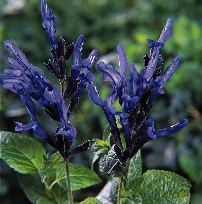 Blue Anise Sage - Salvia guaranitica 'Black and Blue'
