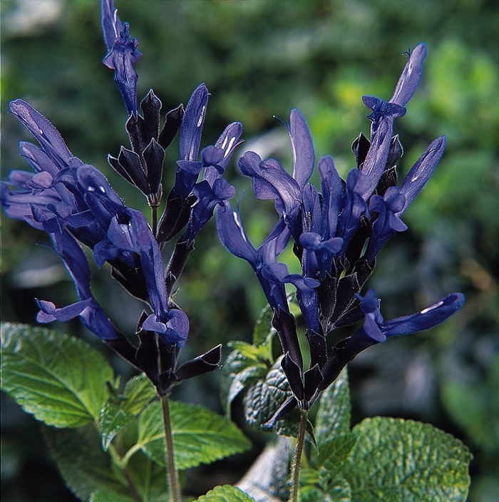 Blue Anise Sage - Salvia guaranitica 'Black and Blue' Blue Anise Sage - Salvia guaranitica 'Black and Blue'