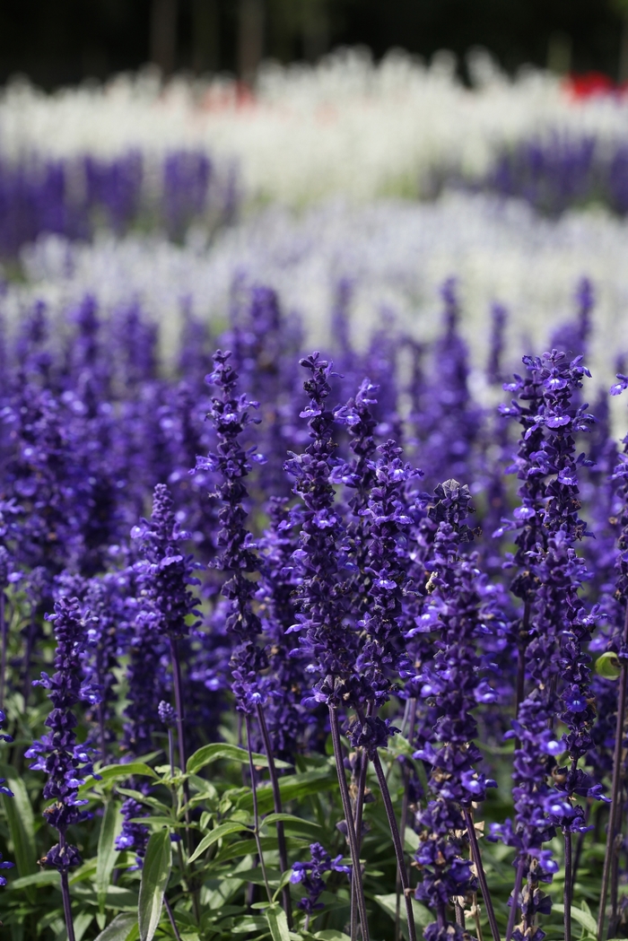 Salvia - Salvia farinacea 'Victoria'