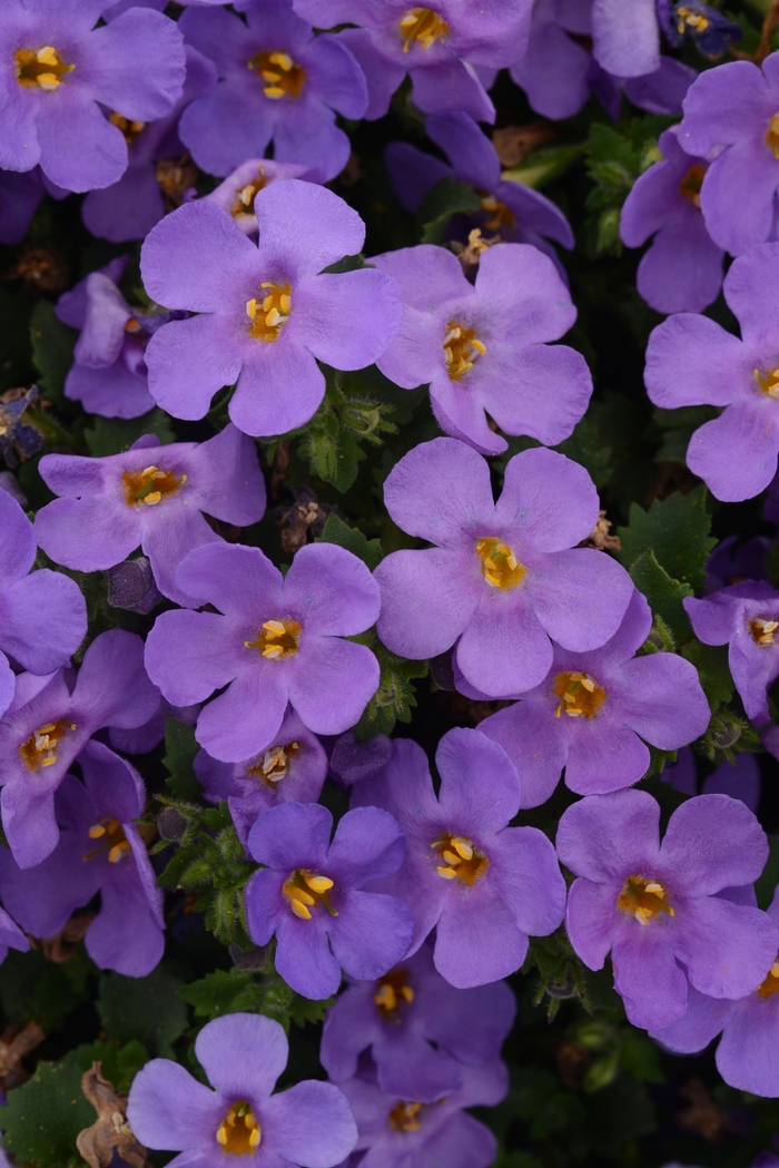 Bacopa - Sutera cordata 'MegaCopa™ Blue'