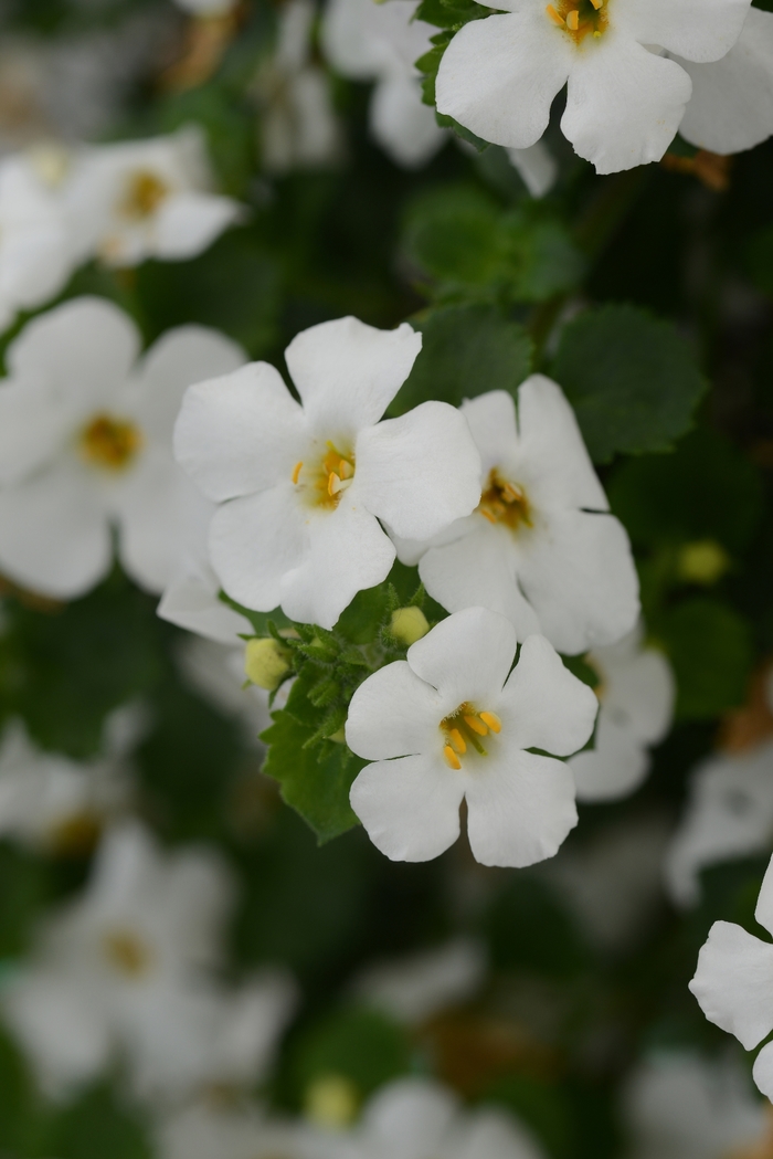 Bacopa - Sutera cordata 'MegaCopa White'