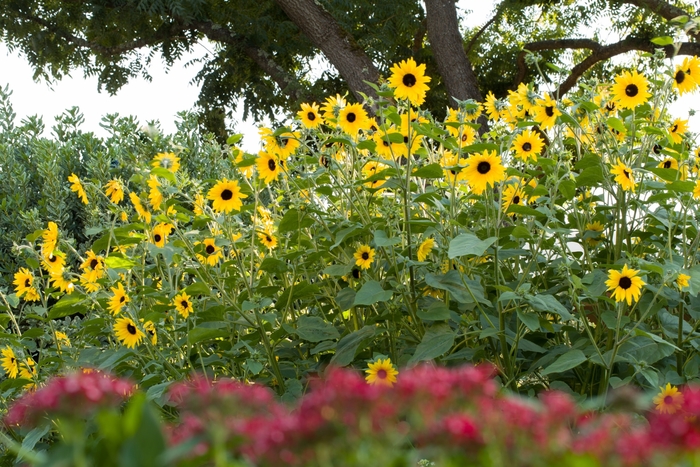 Helianthus (Sunflower) - Helianthus annuus 'Sunfinity Dark Yellow'