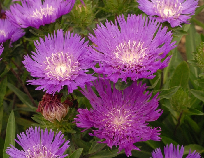 Stoke's Aster - Stokesia laevis 'Honeysong Purple' Stoke's Aster - Stokesia laevis 'Honeysong Purple'
