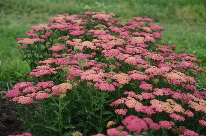 Yarrow - Achillea 'Sassy Summer Taffy'