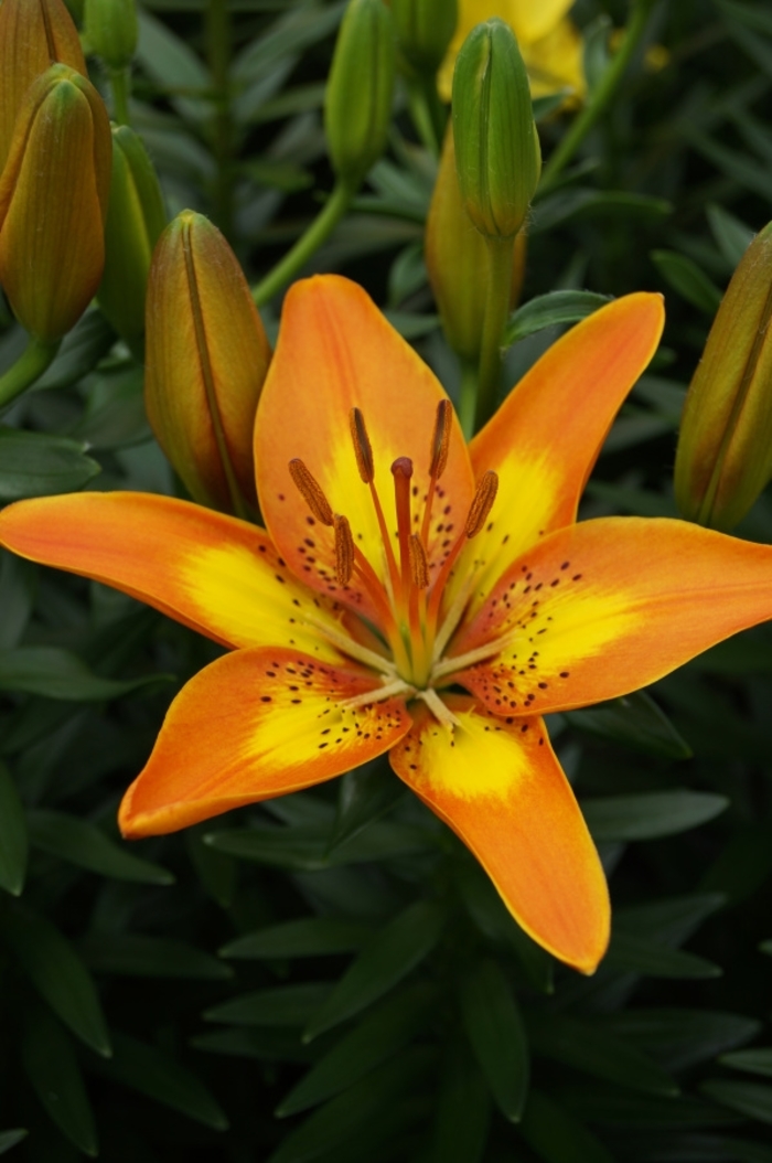 Asiatic Lily - Lilium 'Fantasiatic Spark'