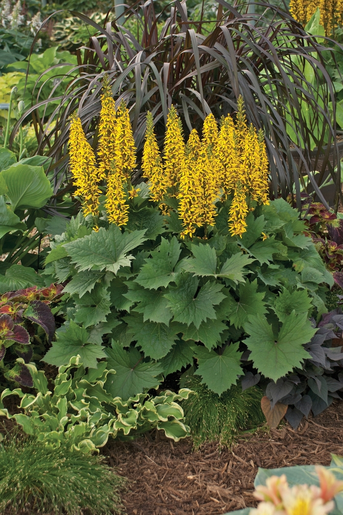 Bigleaf Ligularia - Ligularia hybrid 'Bottle Rocket'