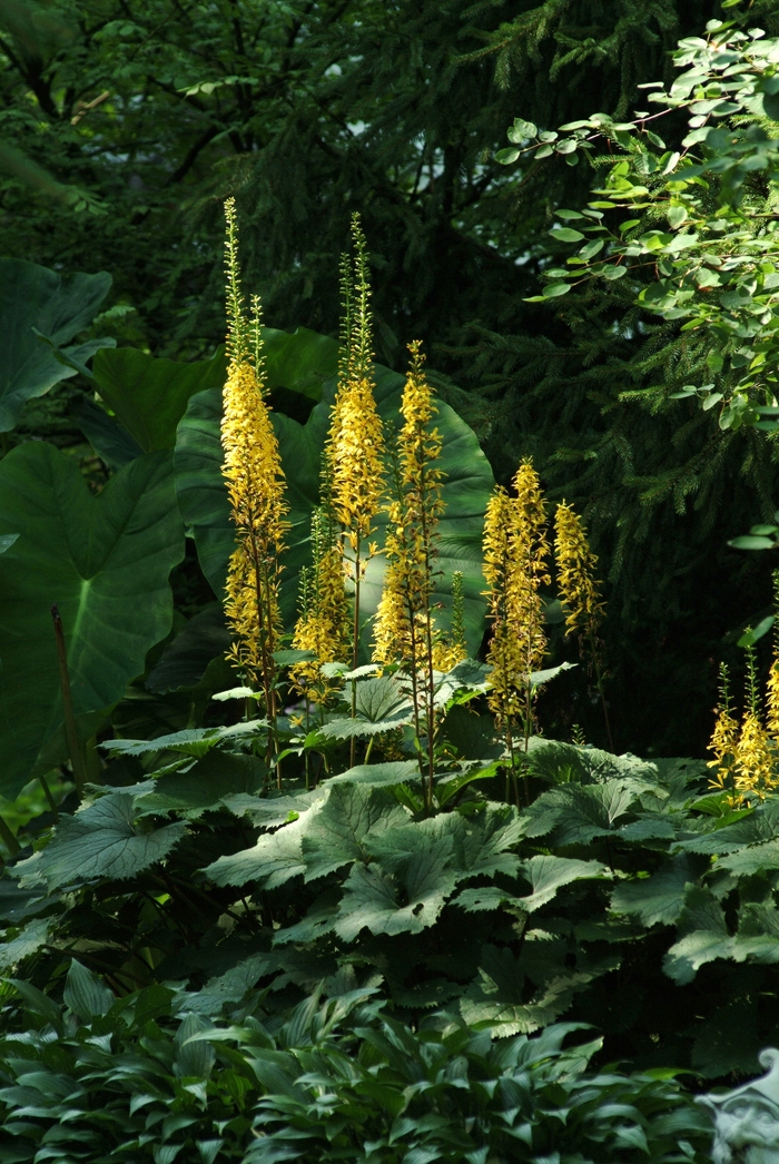 Ragwort - Ligularia stenocephala 'The Rocket'