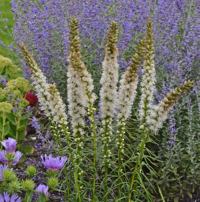 Blazing Star - Liatris spicata 'Floristan White' Blazing Star - Liatris spicata 'Floristan White'