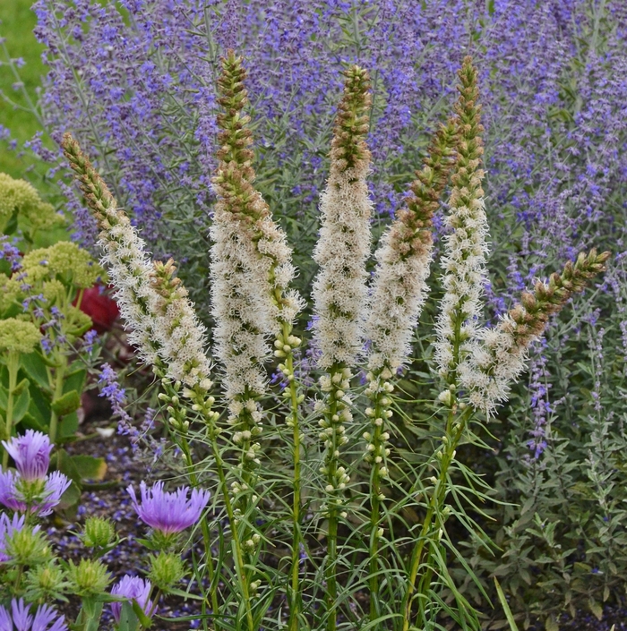 Blazing Star - Liatris spicata 'Floristan White'