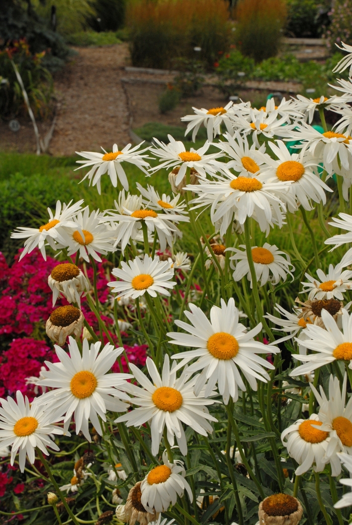 Shasta Daisy - Leucanthemum x superbum 'Alaska' Shasta Daisy - Leucanthemum x superbum 'Alaska'