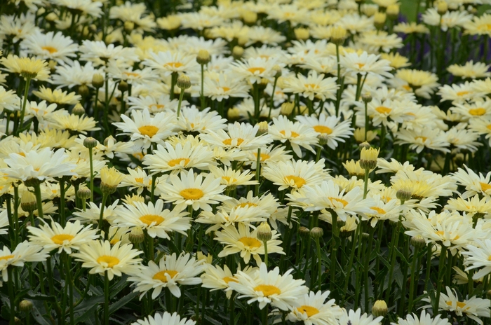 Shasta Daisy - Leucanthemum superbum 'Banana Cream' Shasta Daisy - Leucanthemum superbum 'Banana Cream'