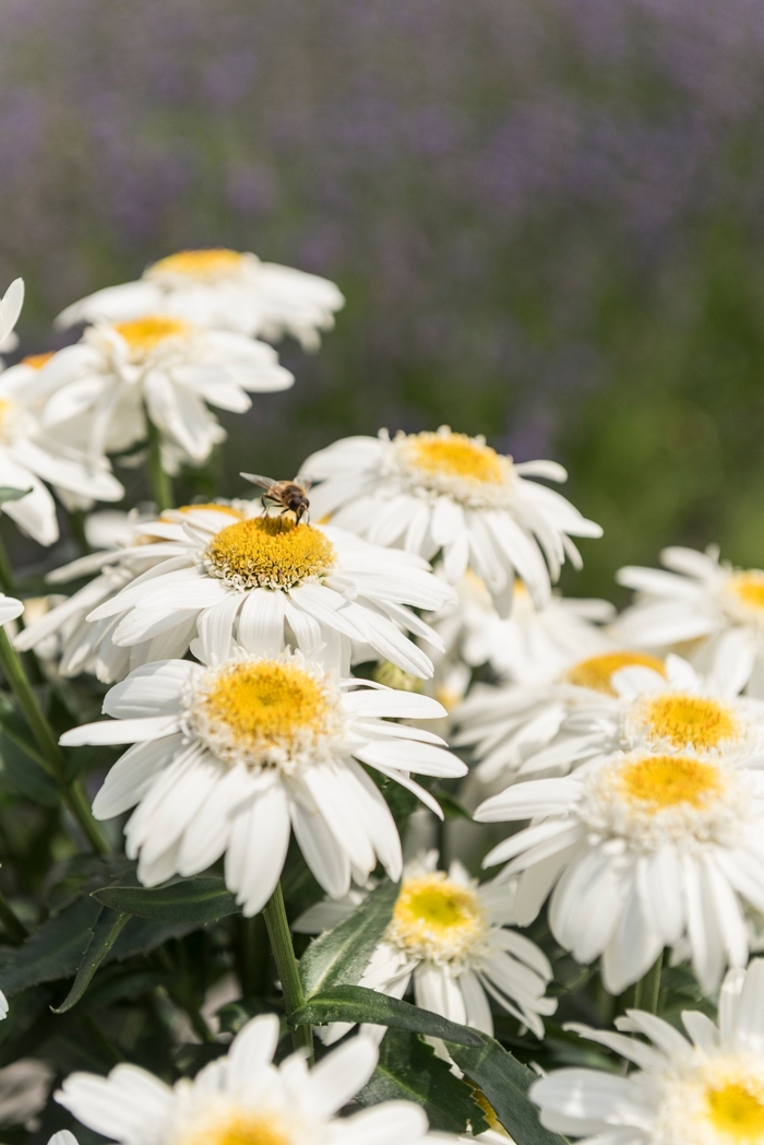 Shasta Daisy - Leucanthemum maximum 'Sweet Daisy Birdy'