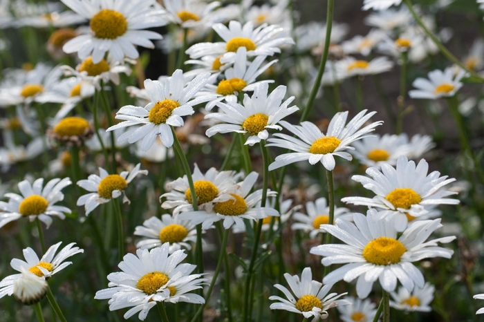 Shasta Daisy - Leucanthemum x superbum 'White Breeze'