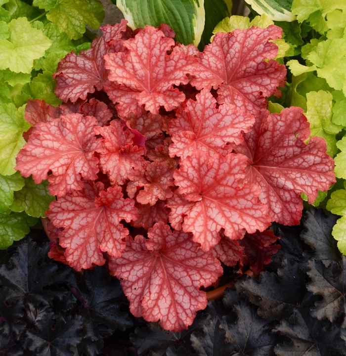 Primo® Peachberry Ice - Heuchera hybrid Primo® Peachberry Ice - Heuchera hybrid