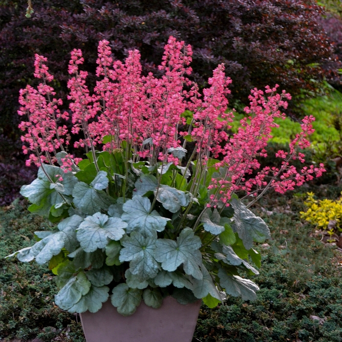 Dolce® Spearmint - Heuchera hybrid