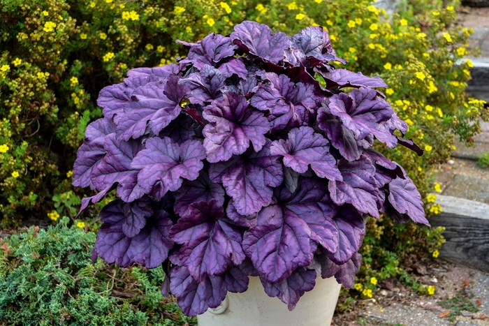 Dolce® Wildberry - Heuchera hybrid Dolce® Wildberry - Heuchera hybrid