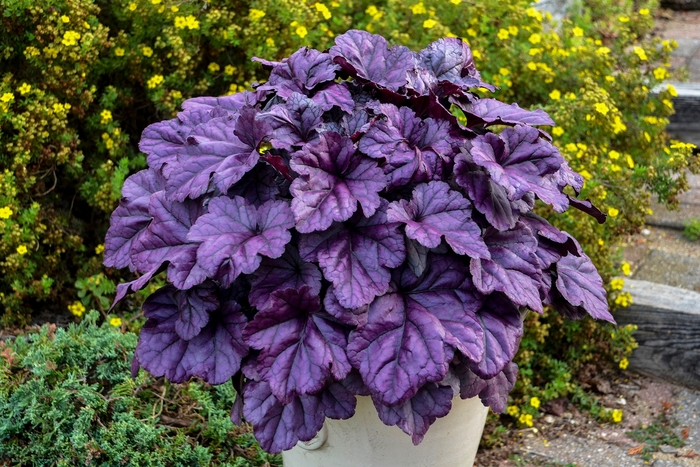 Dolce® Wildberry - Heuchera hybrid