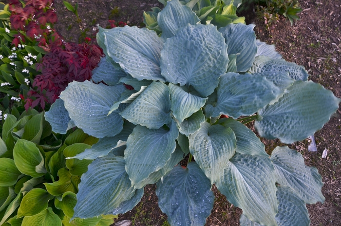 Hosta - Hosta 'Diamond Lake'