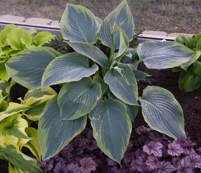 Hosta, Plantain Lily - Hosta 'Wu-La-La'