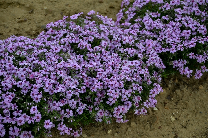 Creeping Phlox - Phlox subulata 'Eye Candy'